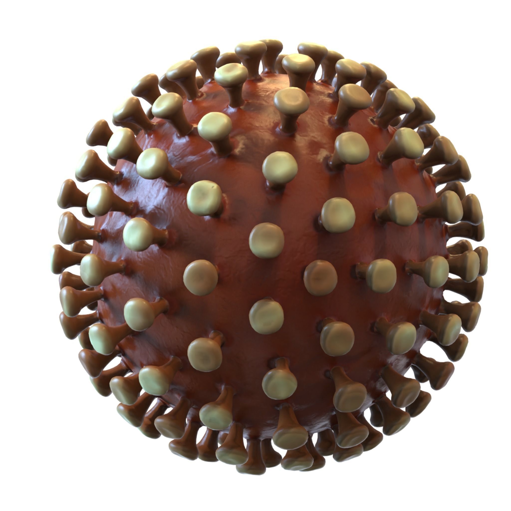 Coronavirus 3D model_3