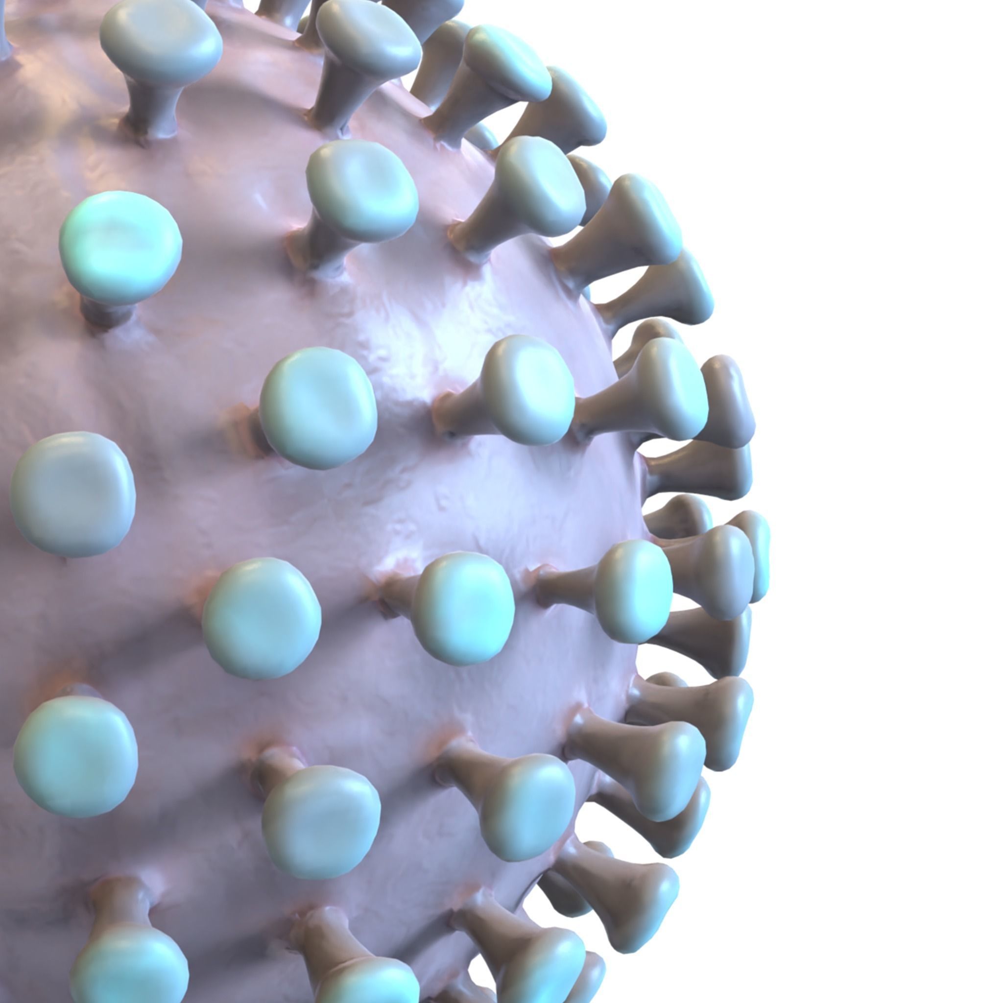 Coronavirus 3D model_7