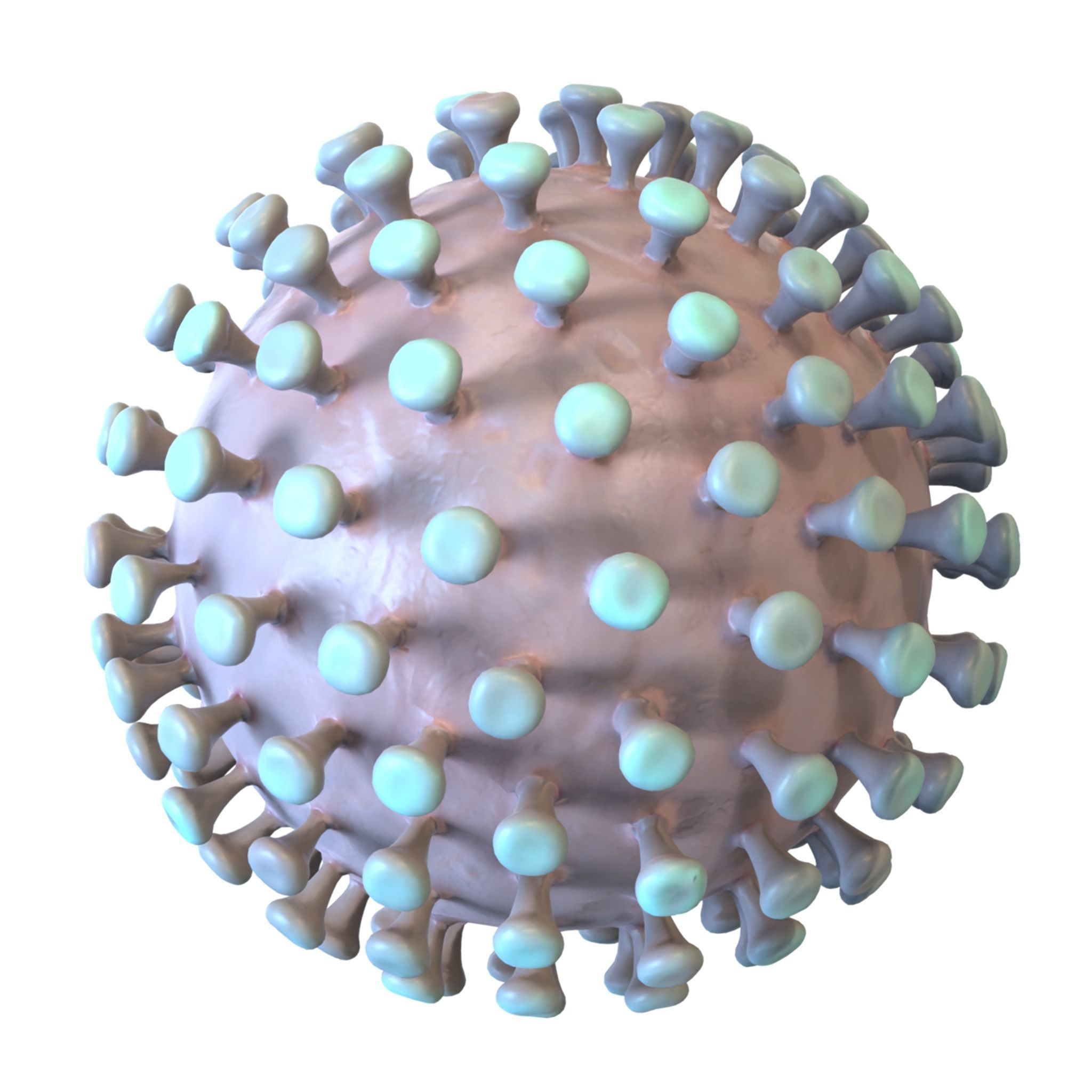 Coronavirus 3D model_5