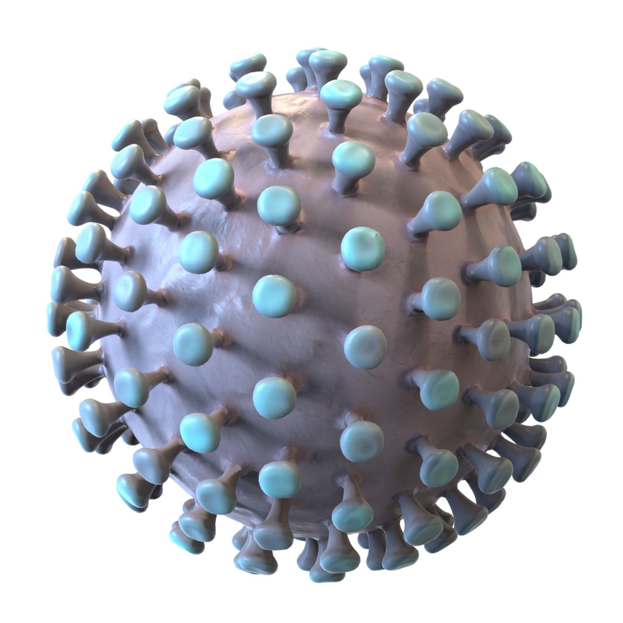 Coronavirus 3D model_4