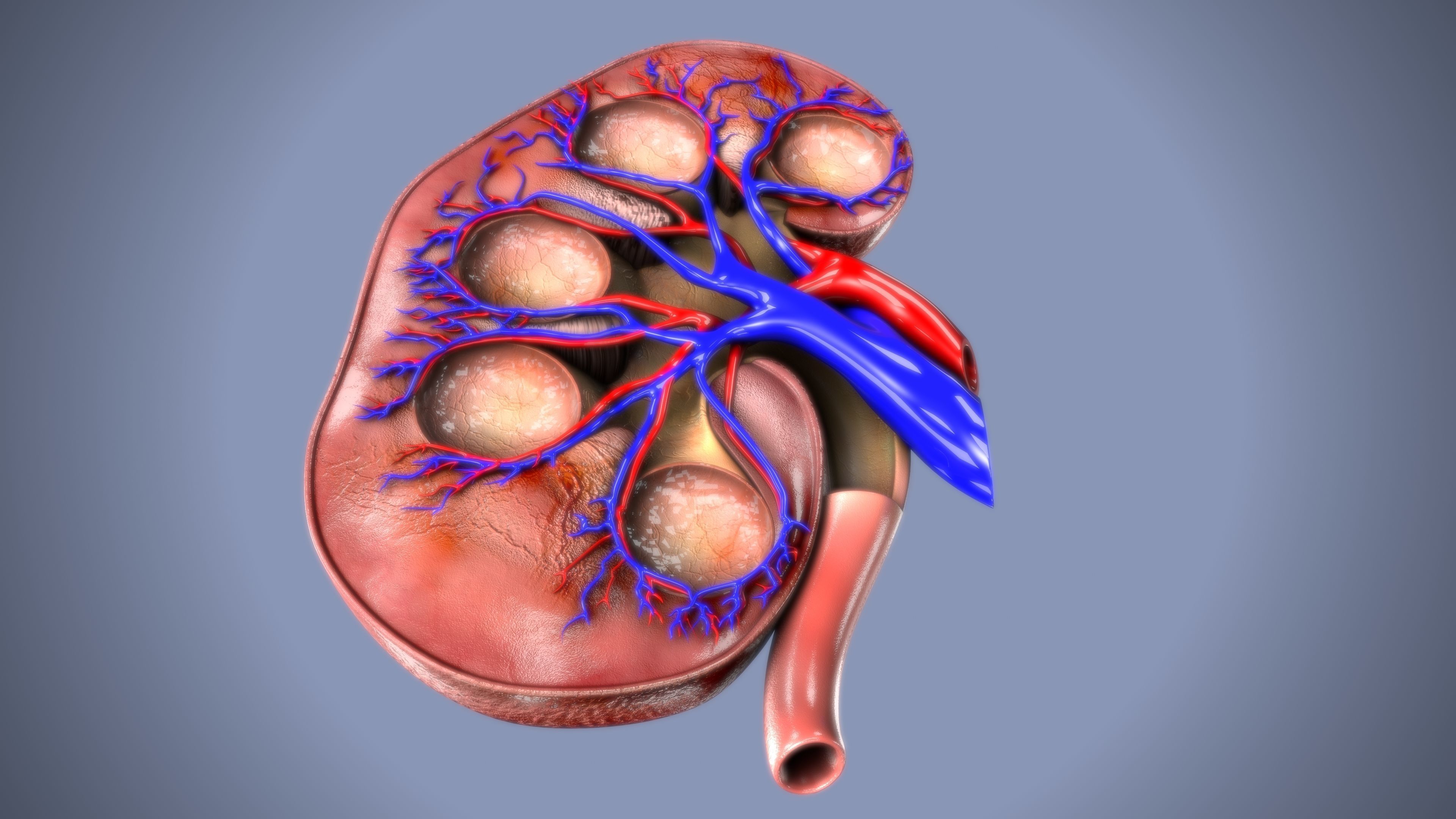 kidney intersection anatomy  Low-poly 3D model_2