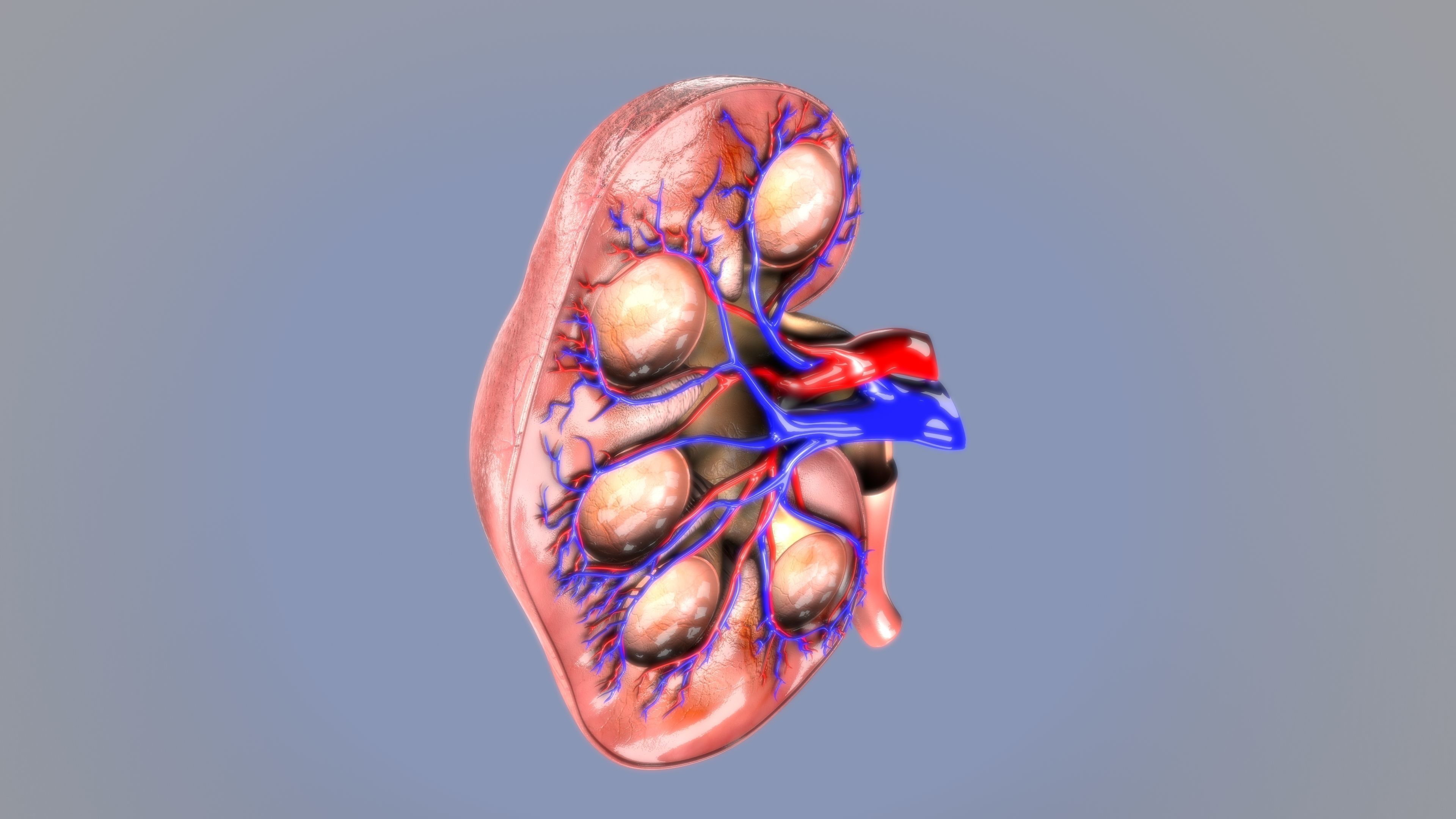 kidney intersection anatomy  Low-poly 3D model_4