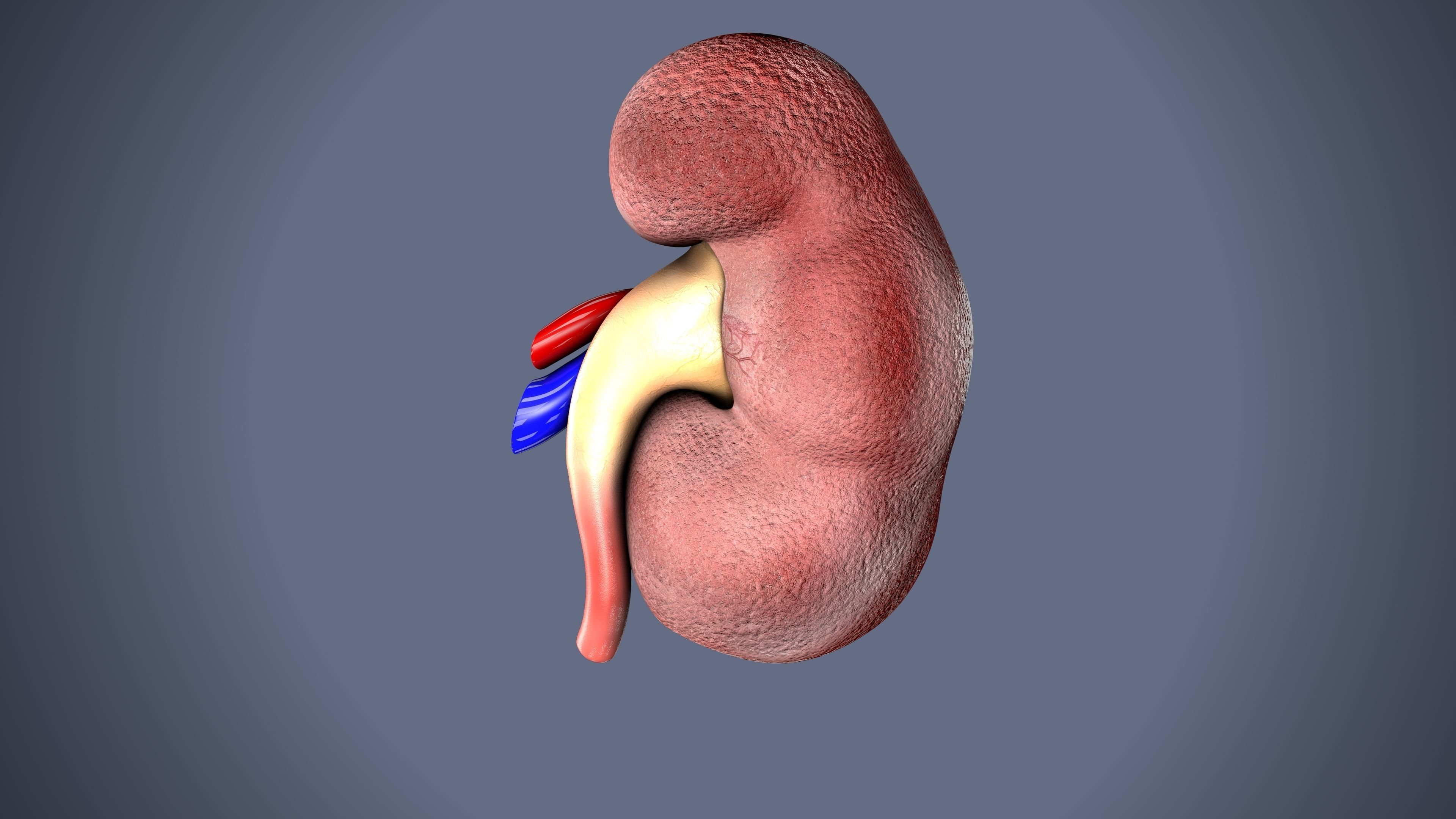 kidney intersection anatomy  Low-poly 3D model_1