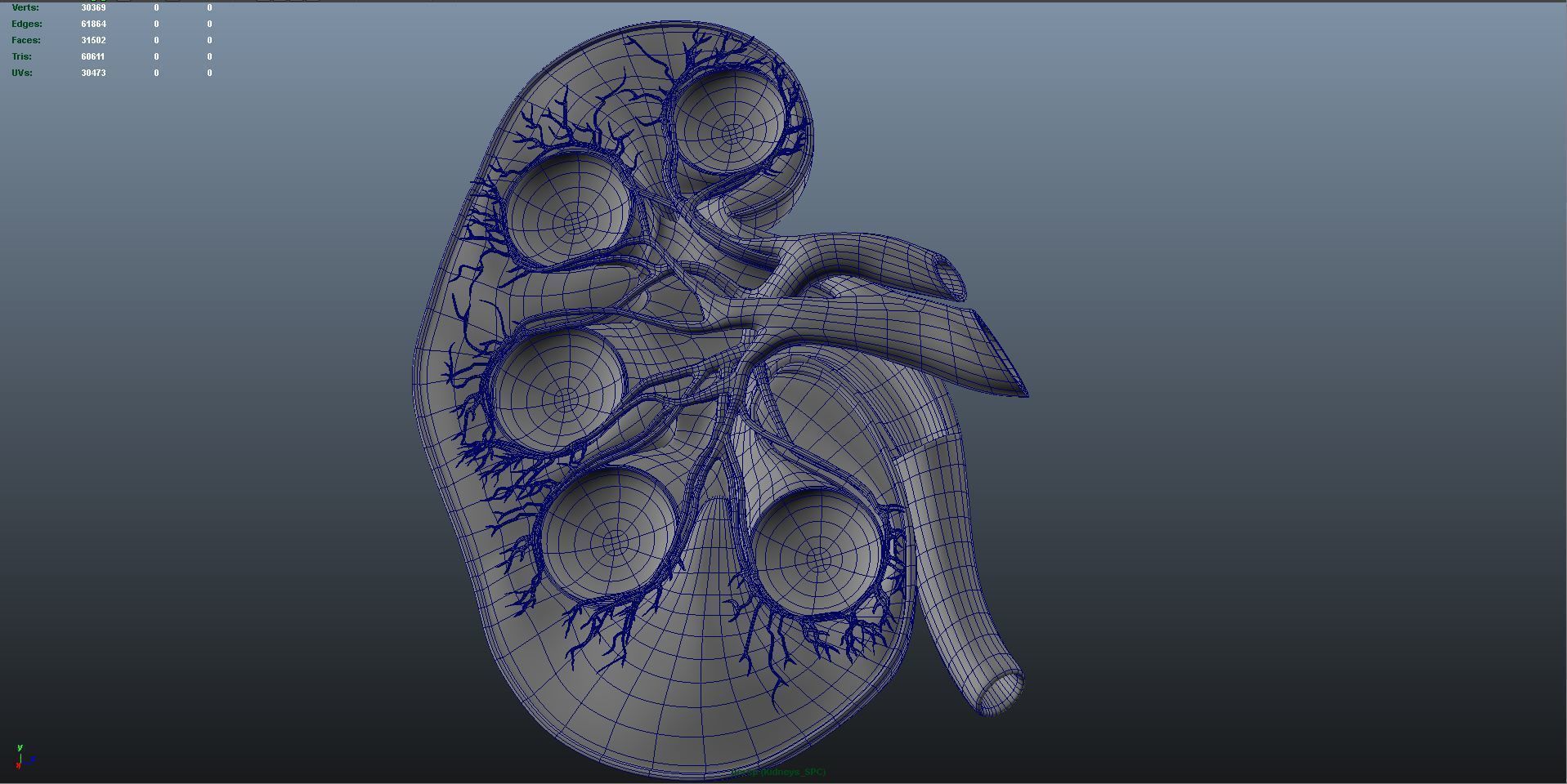 kidney intersection anatomy  Low-poly 3D model_7