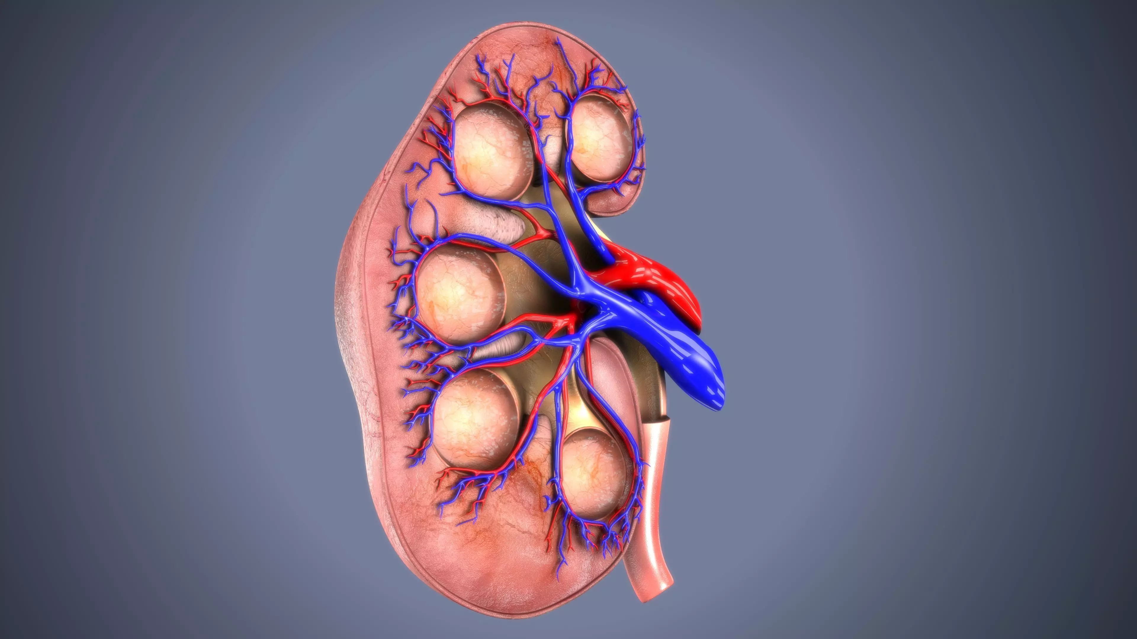 kidney intersection anatomy  Low-poly 3D model_0