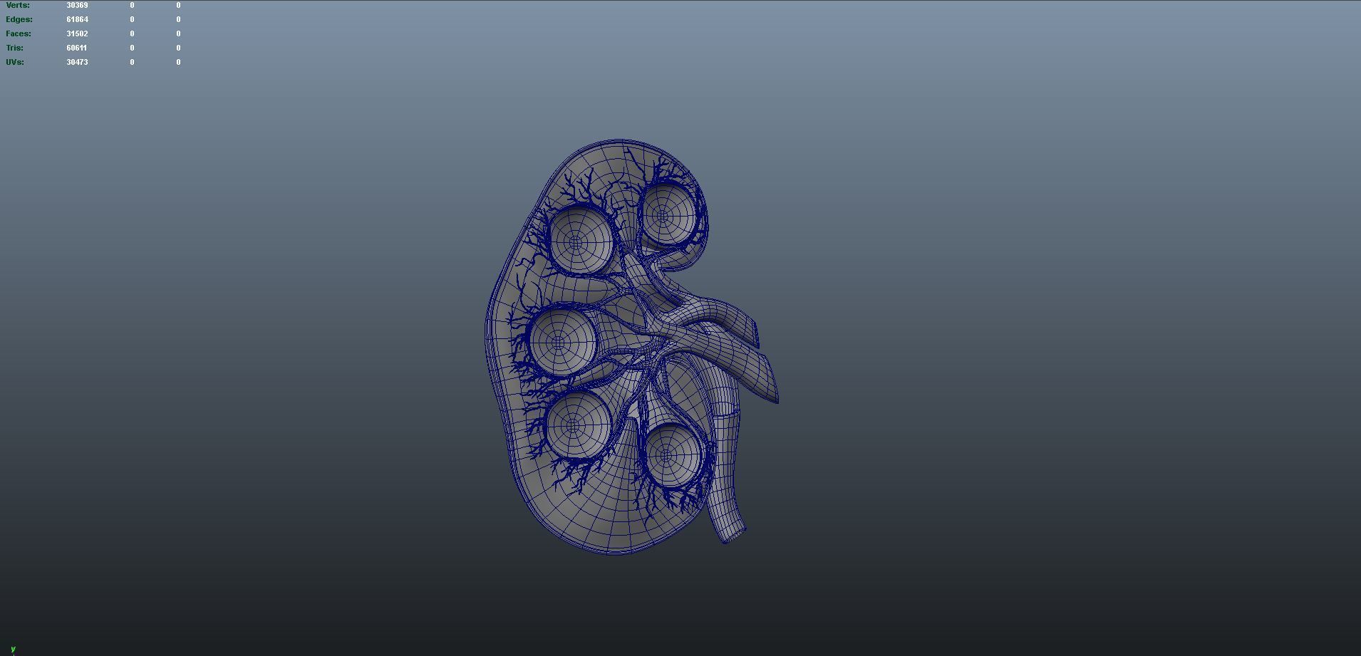 kidney intersection anatomy  Low-poly 3D model_6