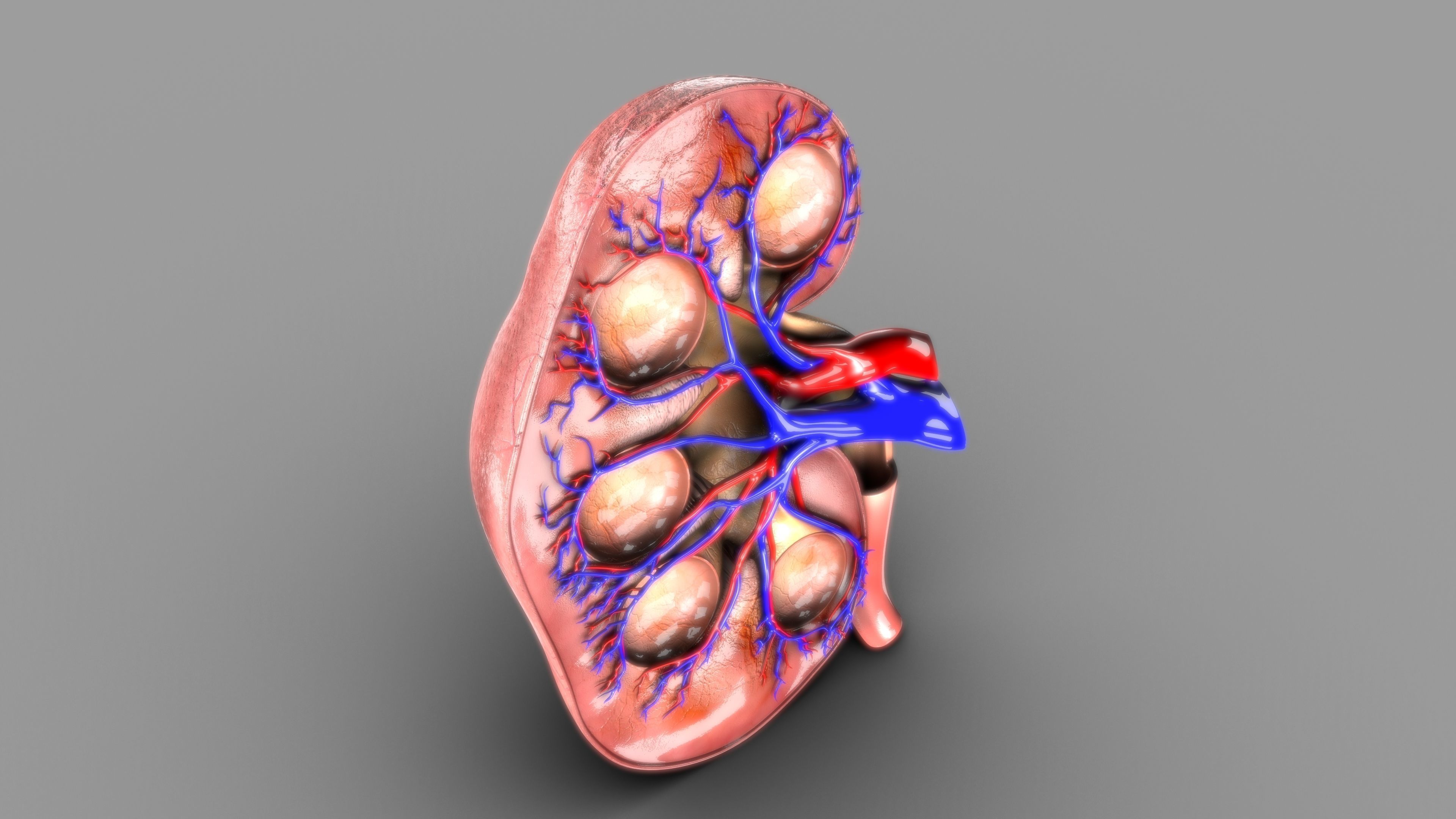 kidney intersection anatomy  Low-poly 3D model_3