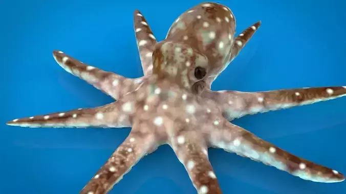 OCTOPUS Low-poly 3D model