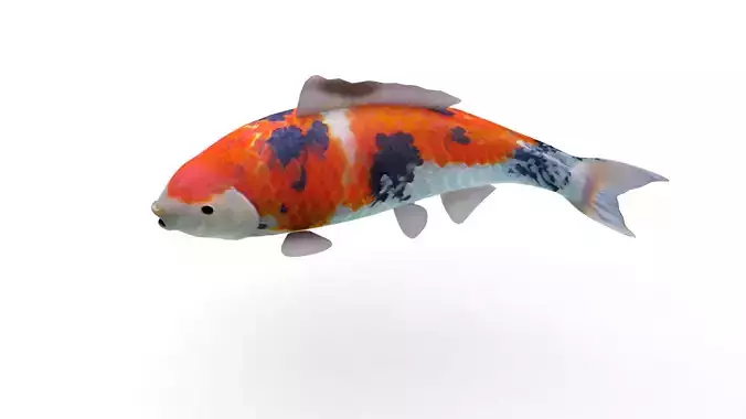   3D- Koi Fish 3 Animiert Low-poly 3D model