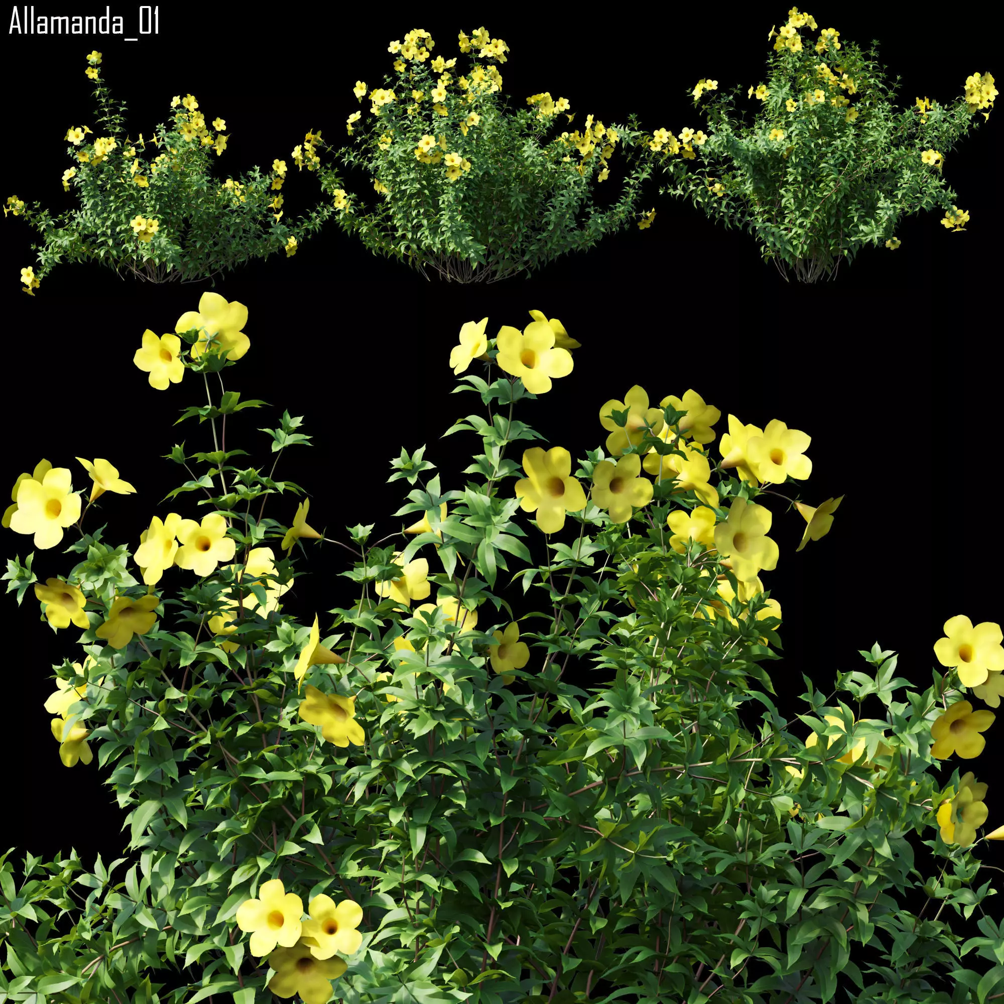 Allamanda 01 3D model