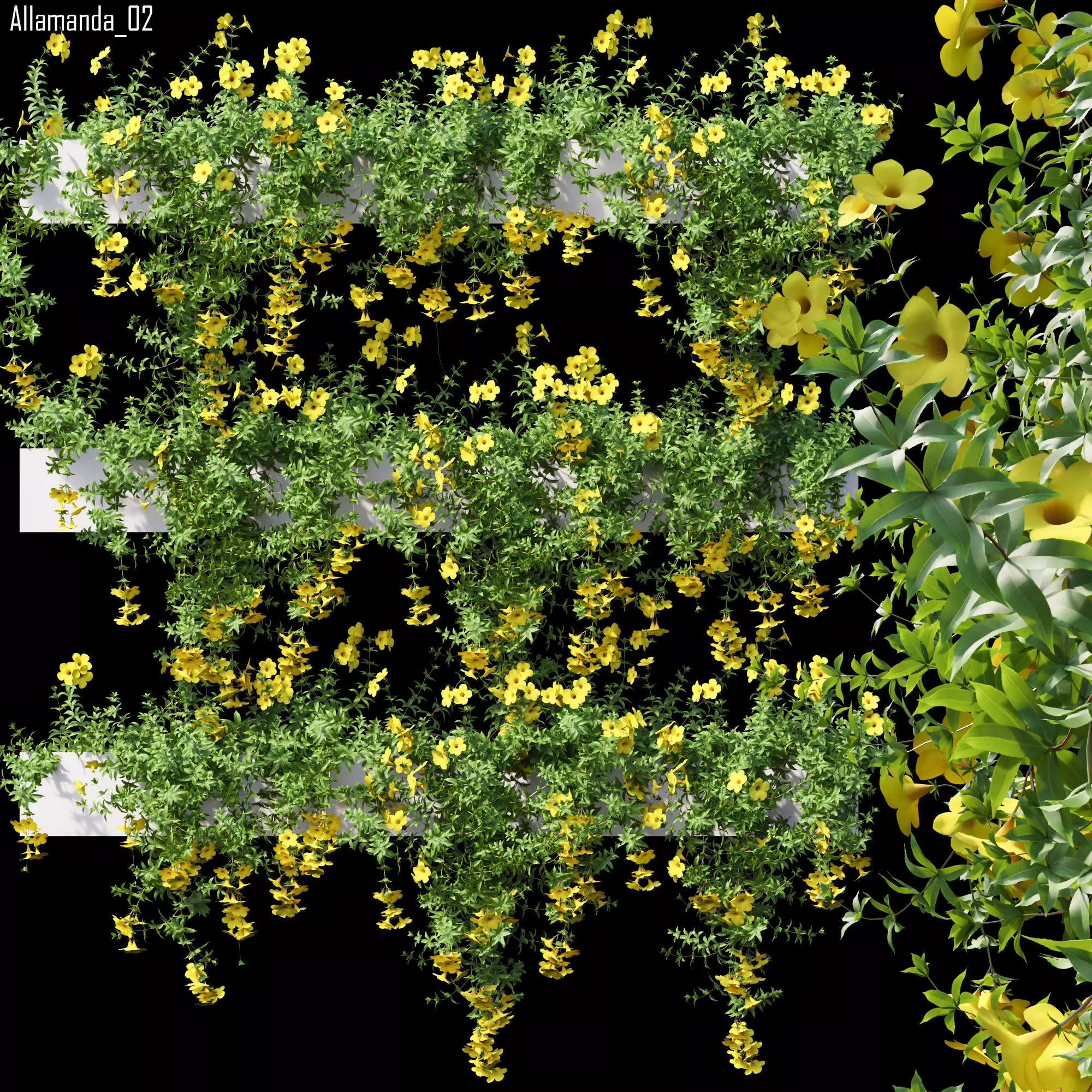 Allamanda 02 3D model