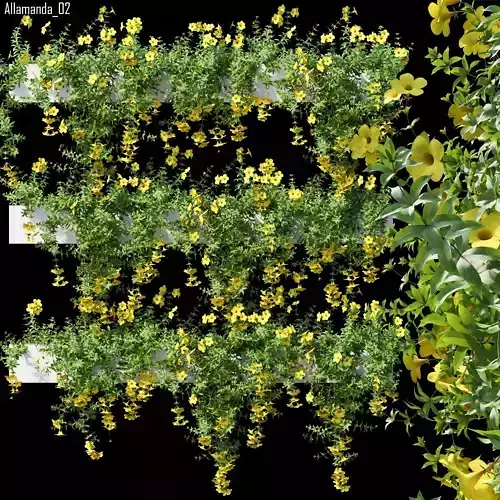 Allamanda 02