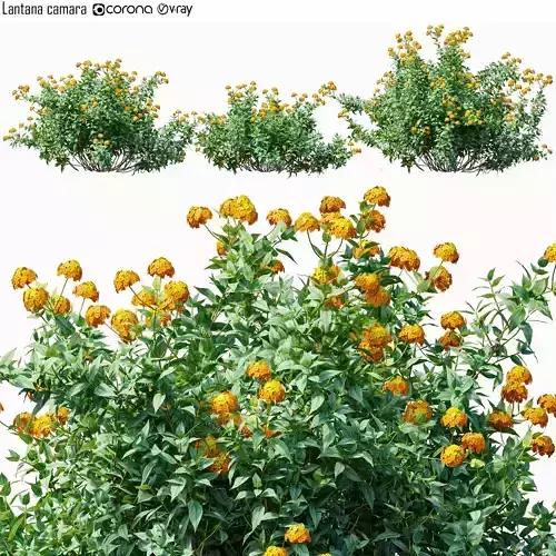 Lantana camara 3D model