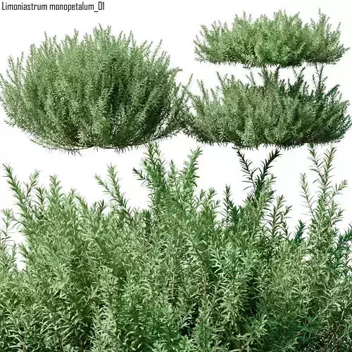Limoniastrum monopetalum 01 3D model