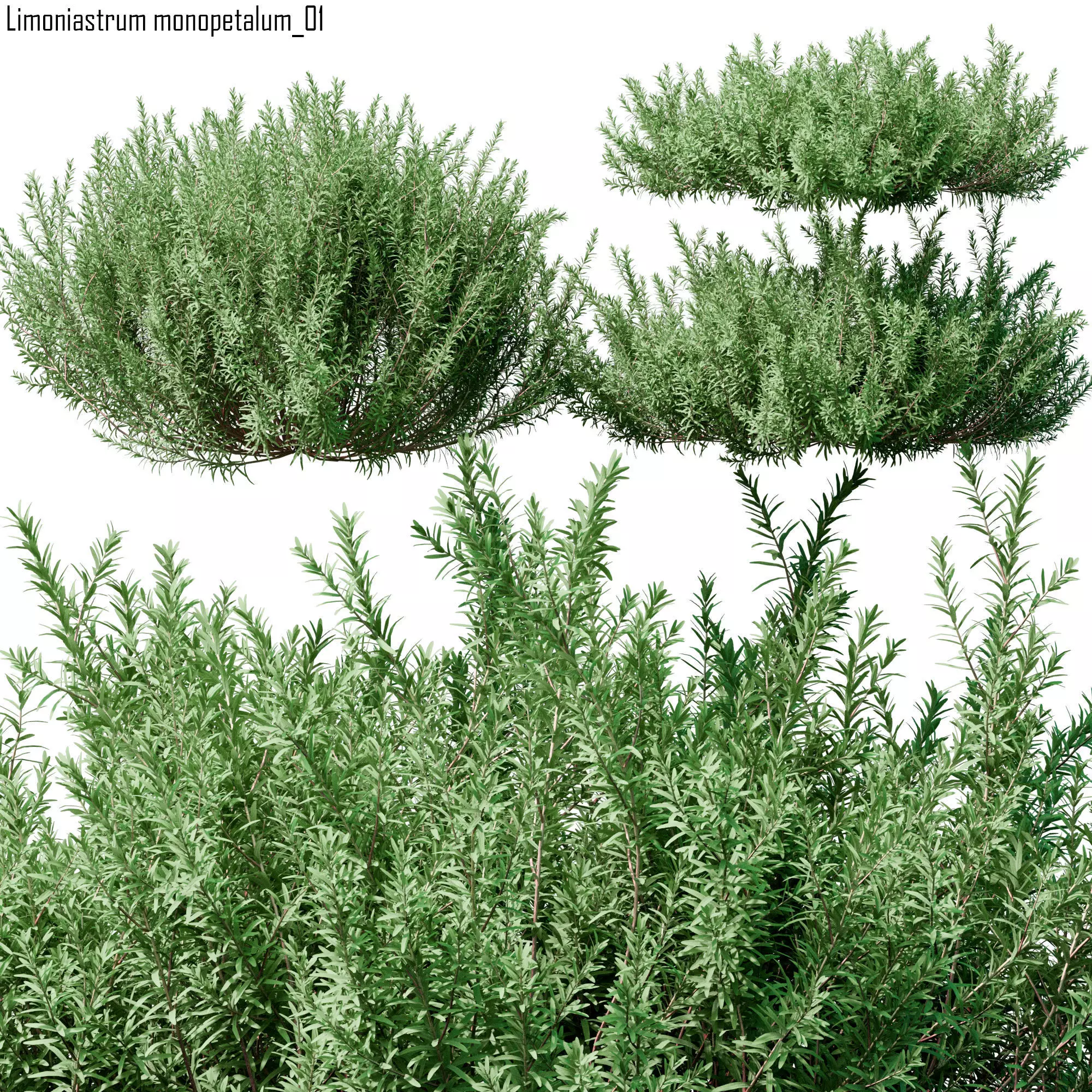 Limoniastrum monopetalum 01 3D model_0