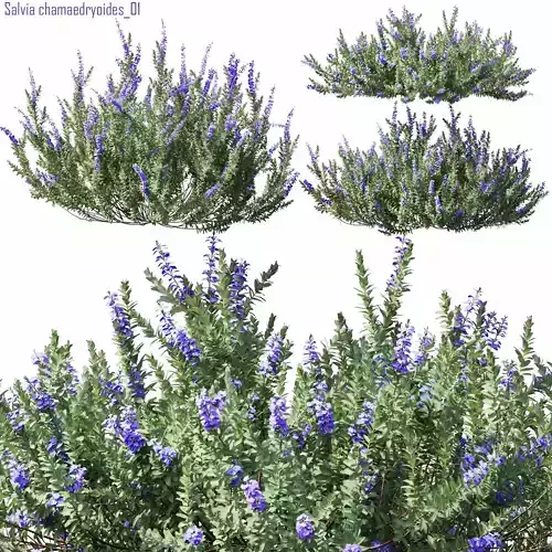 Salvia chamaedryoides 01 3D model