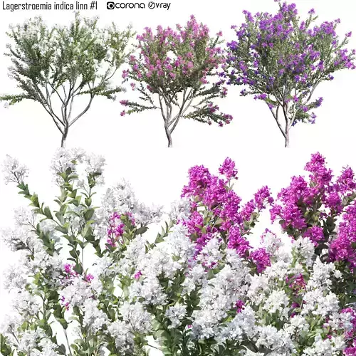 Lagerstroemia indica linn 1 3D model