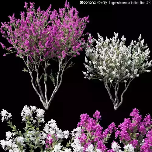 Lagerstroemia indica linn  3