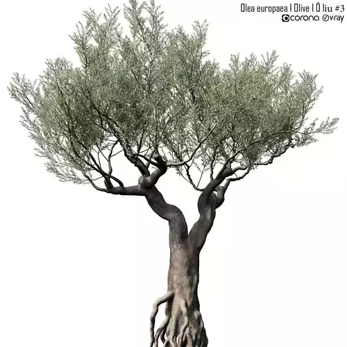 Olea europaea  3