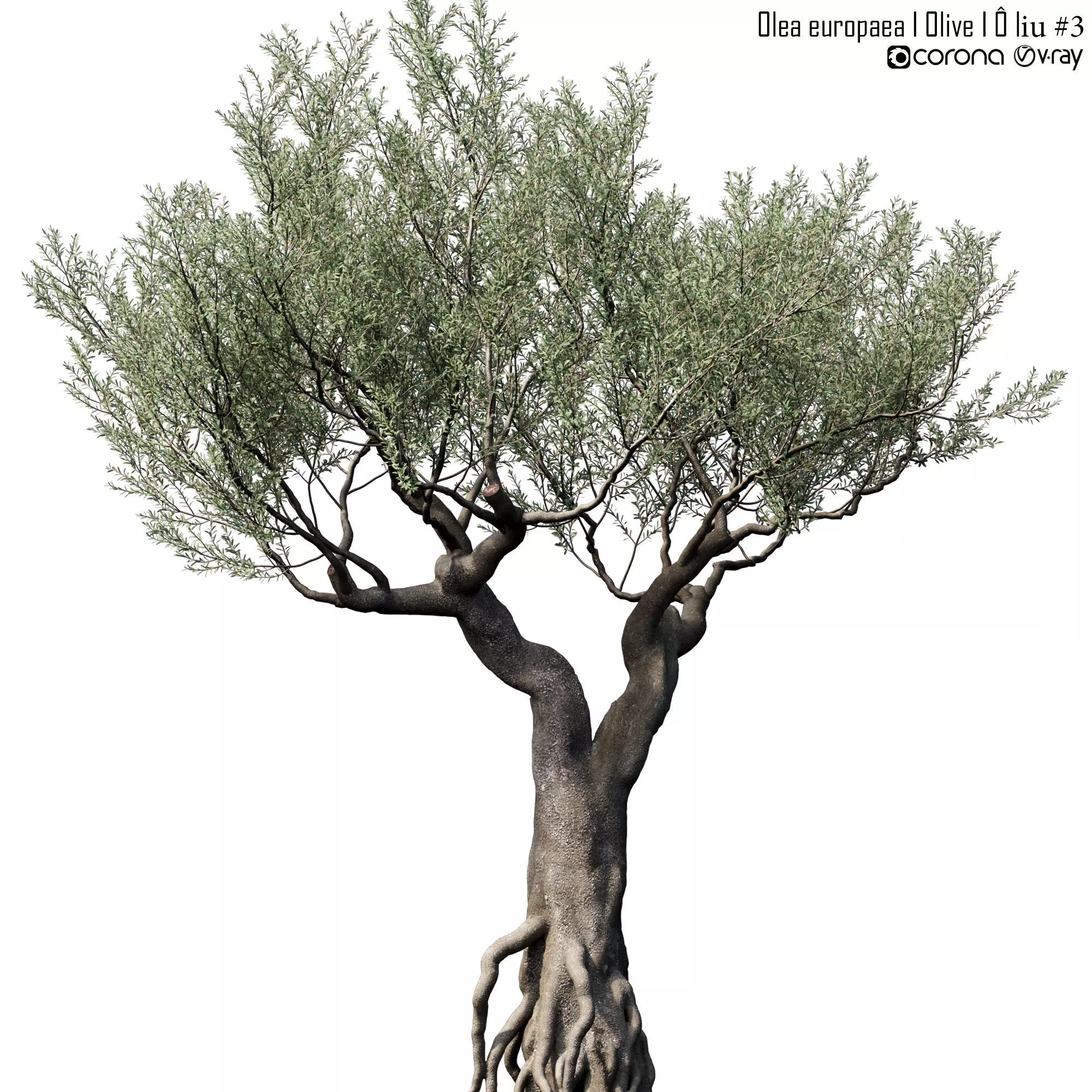 Olea europaea  3 3D model_0