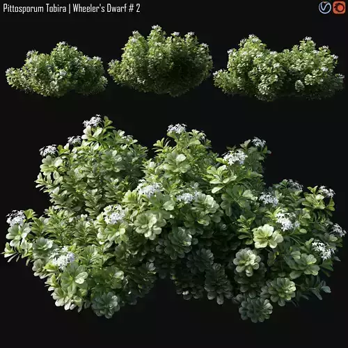 Pittosporum Tobira 3D model
