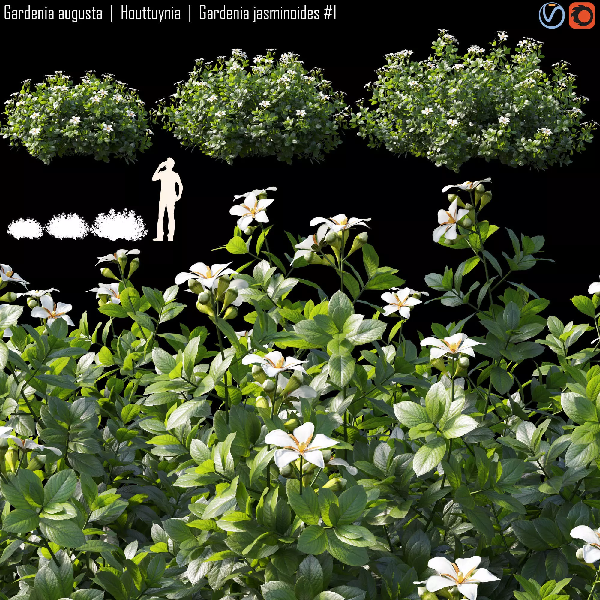 Gardenia augusta - Houttuynia - Gardenia jasminoides 1 3D model