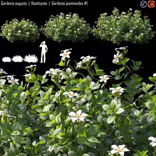 Gardenia augusta - Houttuynia - Gardenia jasminoides 1