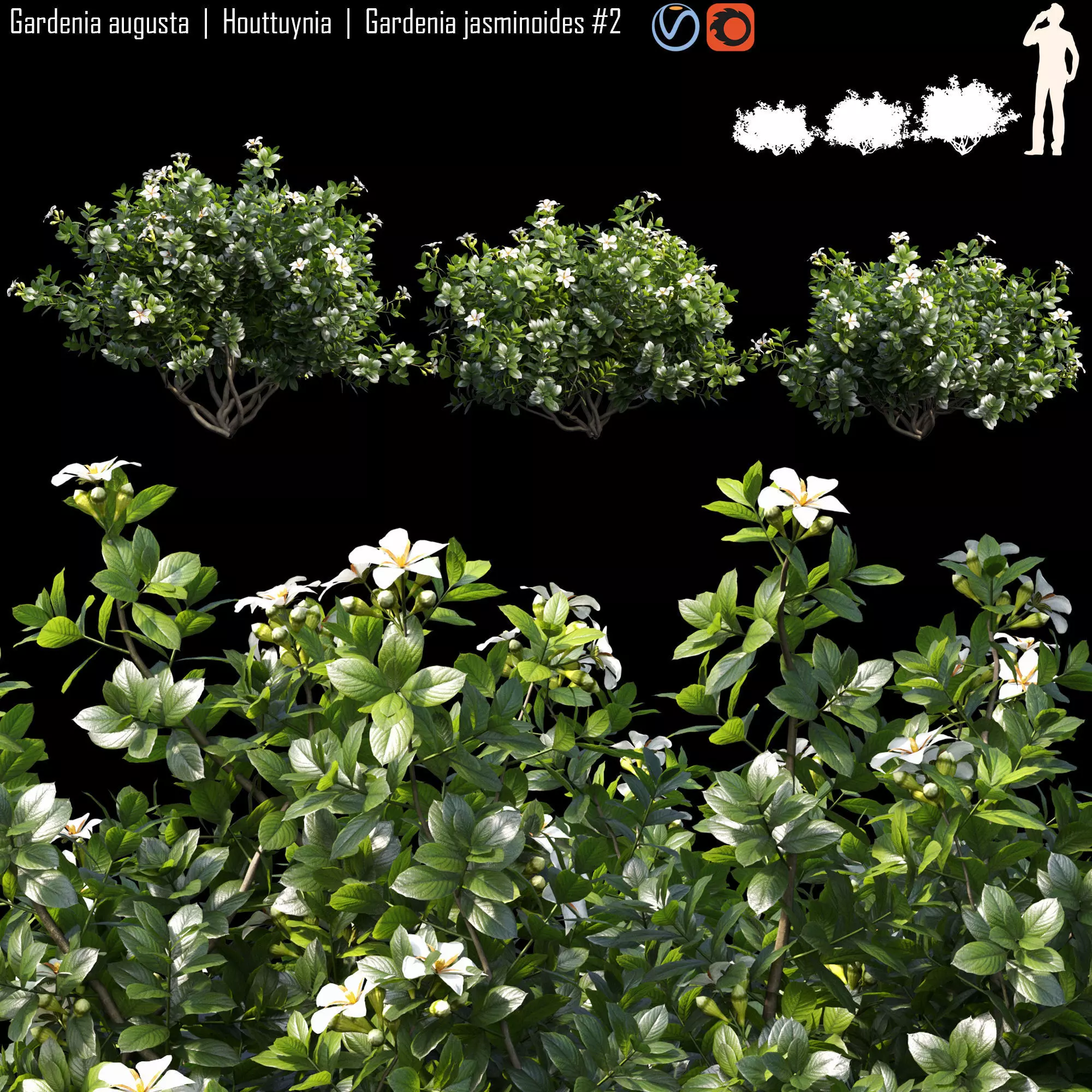 Gardenia augusta - Houttuynia - Gardenia jasminoides 2 3D model