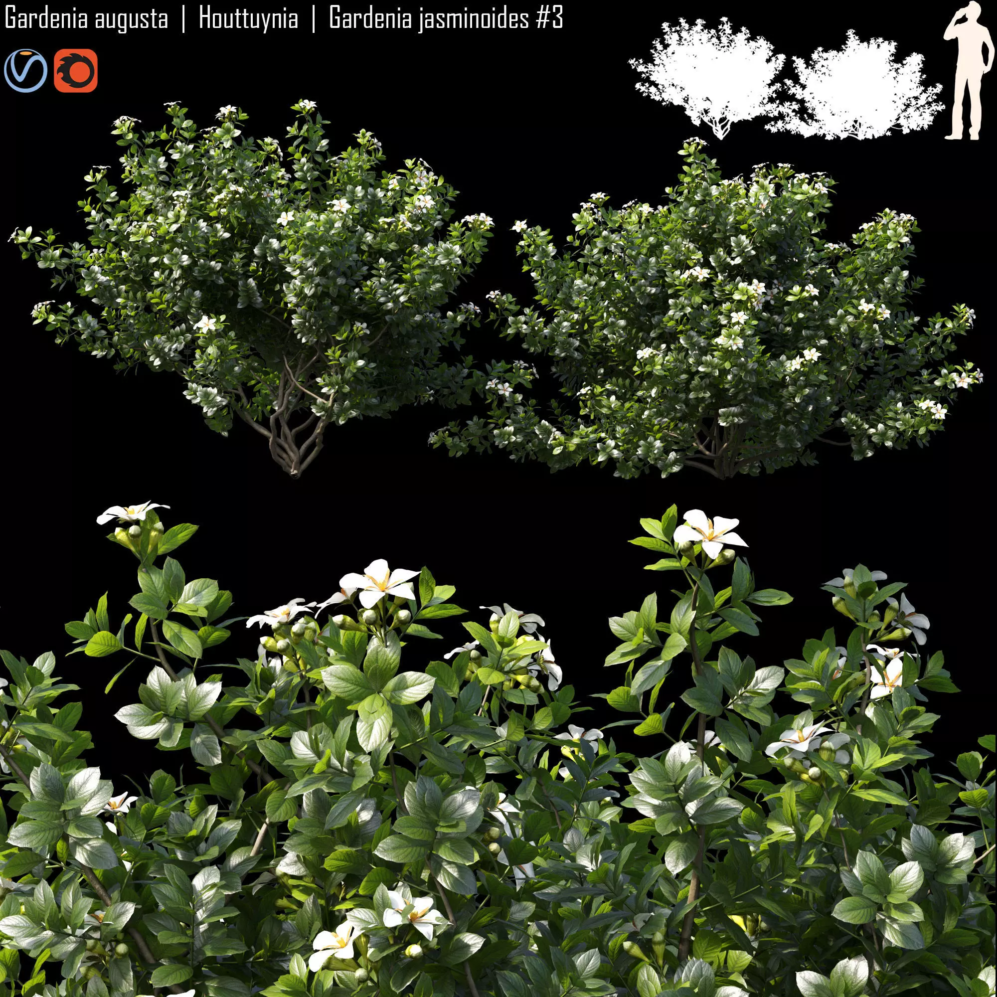 Gardenia augusta - Houttuynia - Gardenia jasminoides 3 3D model