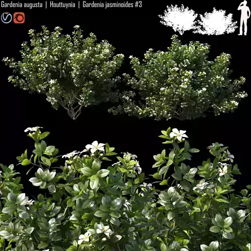 Gardenia augusta - Houttuynia -  Gardenia jasminoides 3