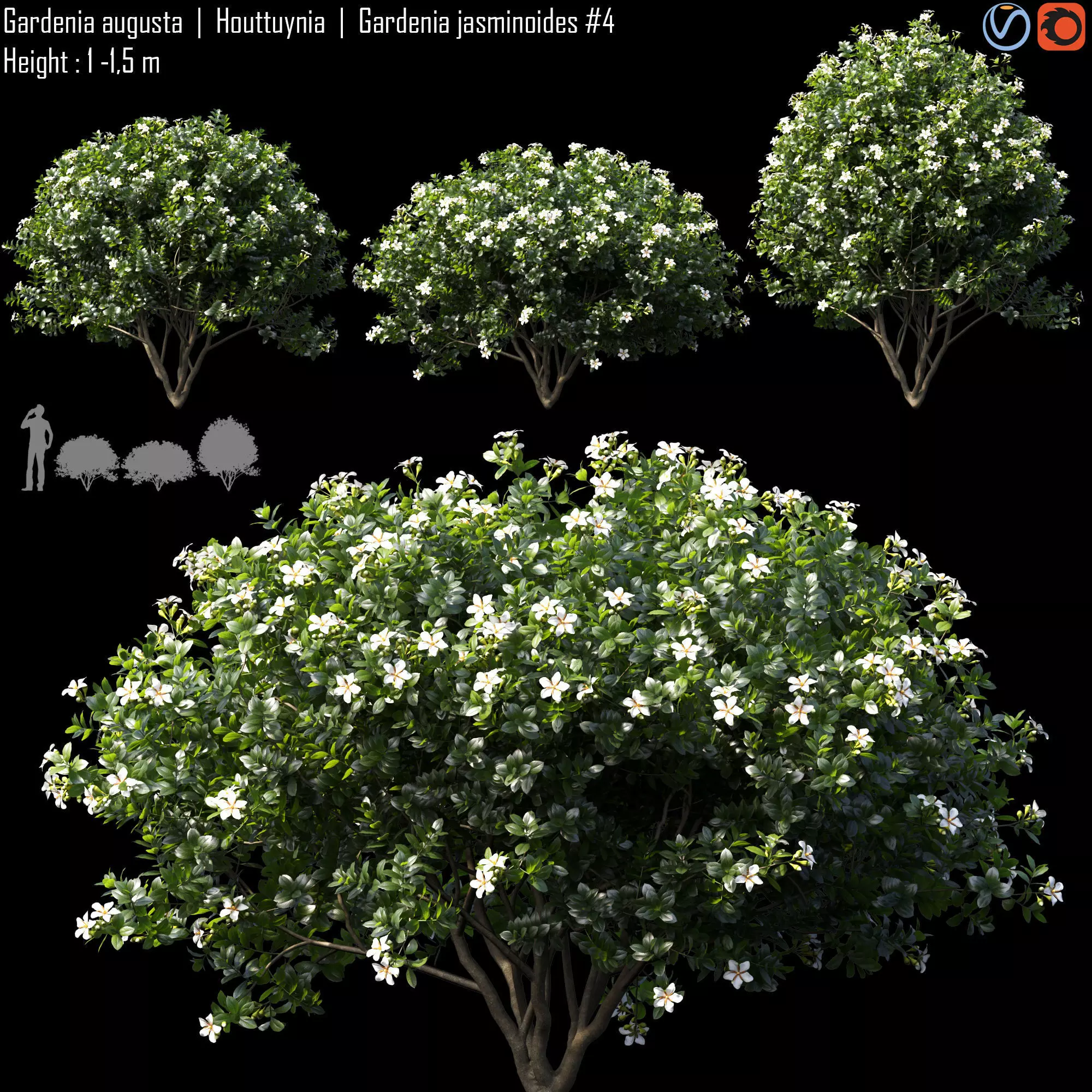 Gardenia augusta - Houttuynia - Gardenia jasminoides 4 3D model