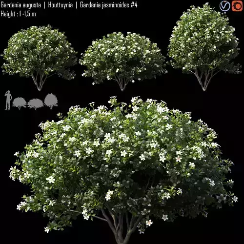 Gardenia augusta - Houttuynia - Gardenia jasminoides  4 3D model