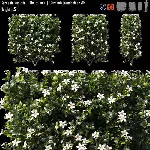 Gardenia augusta - Houttuynia -  Gardenia jasminoides  5