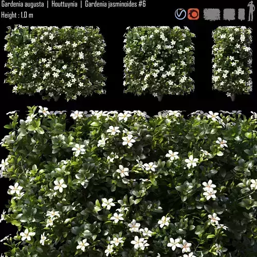 Gardenia augusta - Houttuynia - Gardenia jasminoides 6