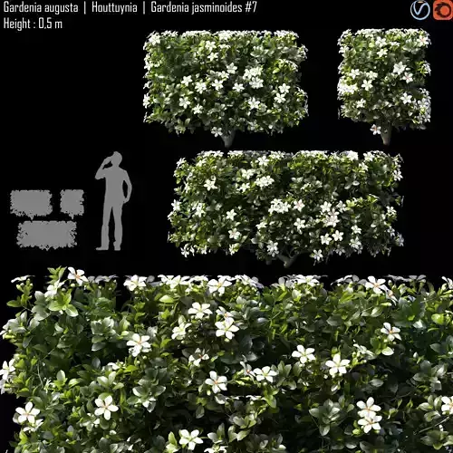 Gardenia augusta - Houttuynia - Gardenia jasminoides  7