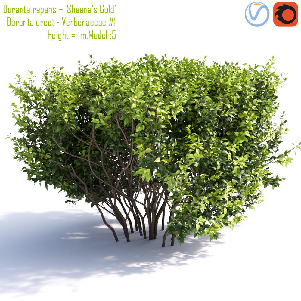 Duranta repens 01 3D model_1