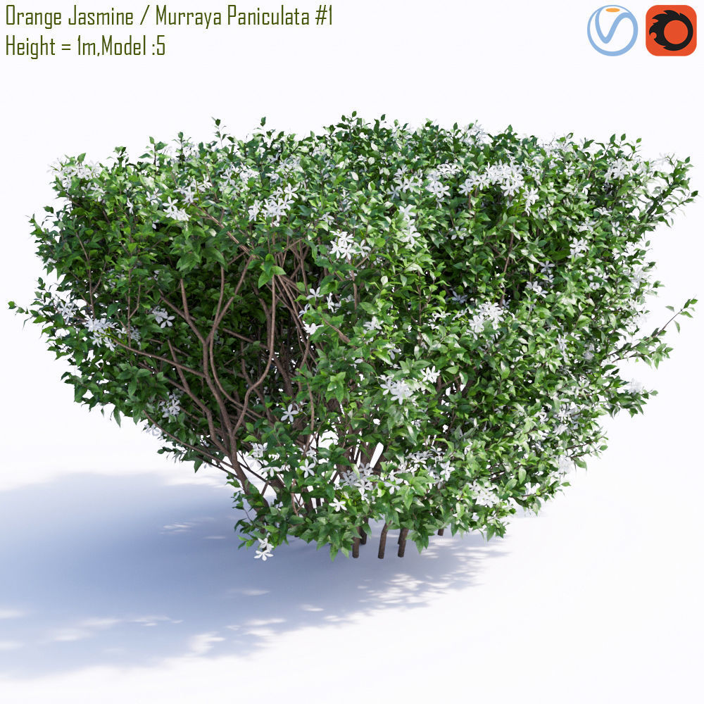 Orange Jasmine - Murraya Paniculata 1 3D model_1