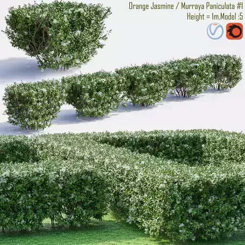 Orange Jasmine - Murraya Paniculata 1