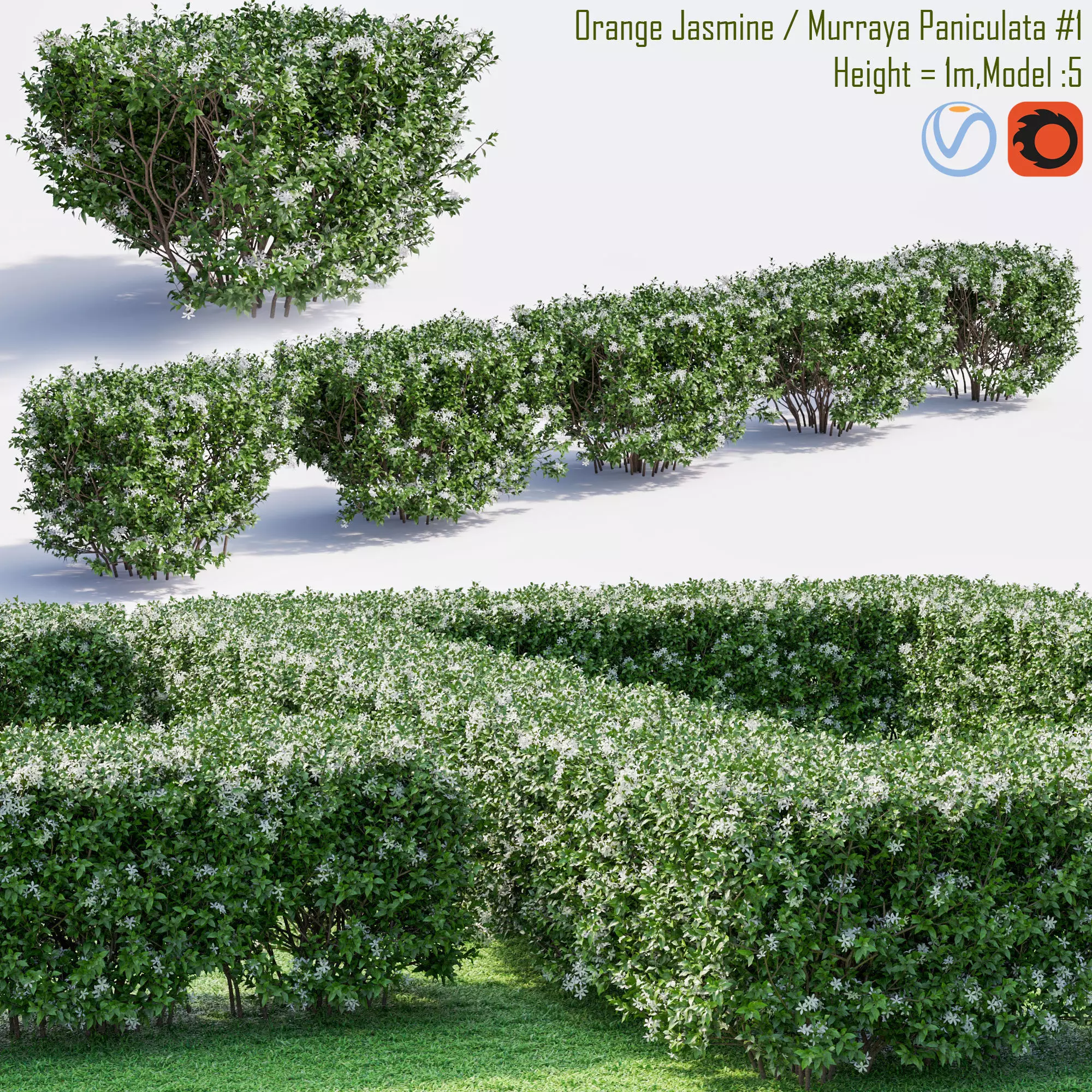 Orange Jasmine - Murraya Paniculata 1 3D model_0