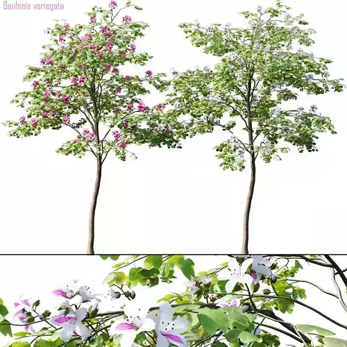 Bauhinia variegata  1 3D model