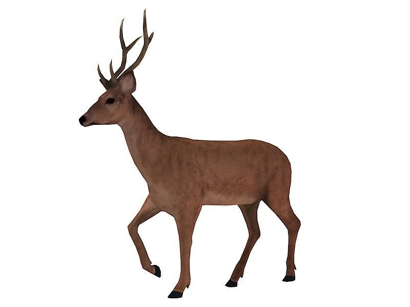 animated deer stag elk Low-poly 3D model_9