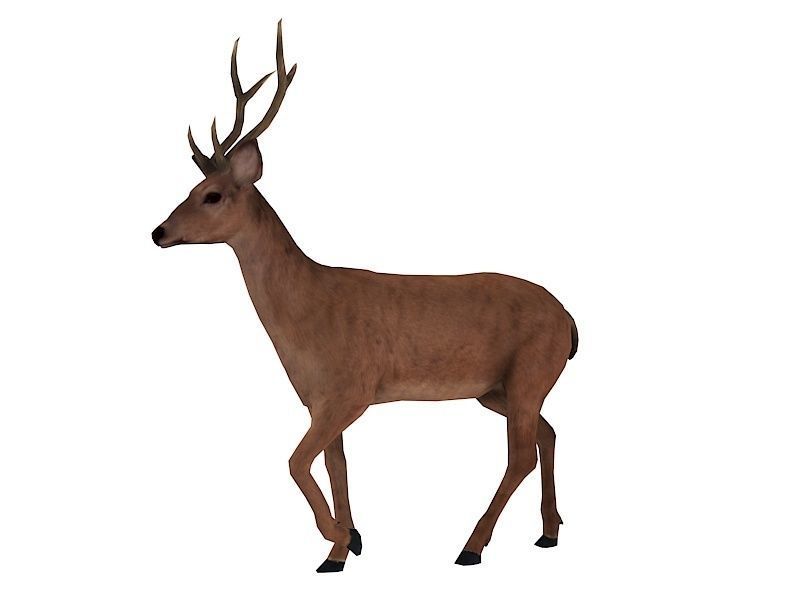 animated deer stag elk Low-poly 3D model_11