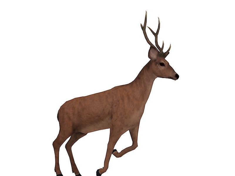 animated deer stag elk Low-poly 3D model_5