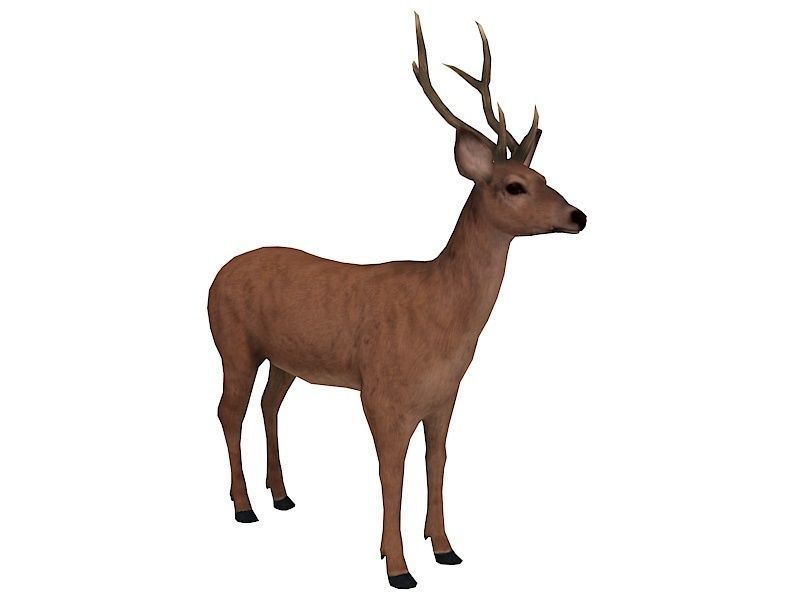 animated deer stag elk Low-poly 3D model_3