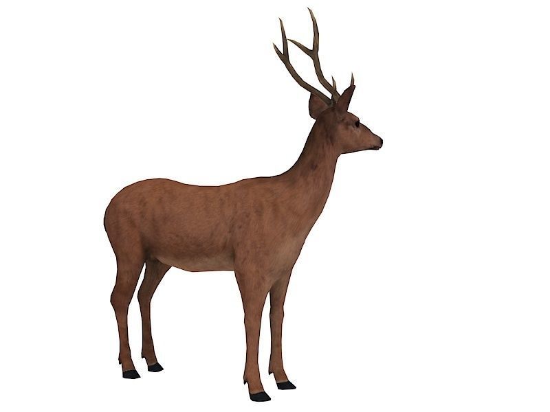 animated deer stag elk Low-poly 3D model_4