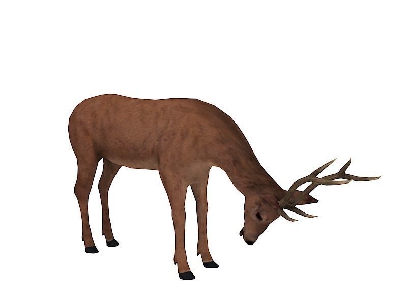 animated deer stag elk Low-poly 3D model_12