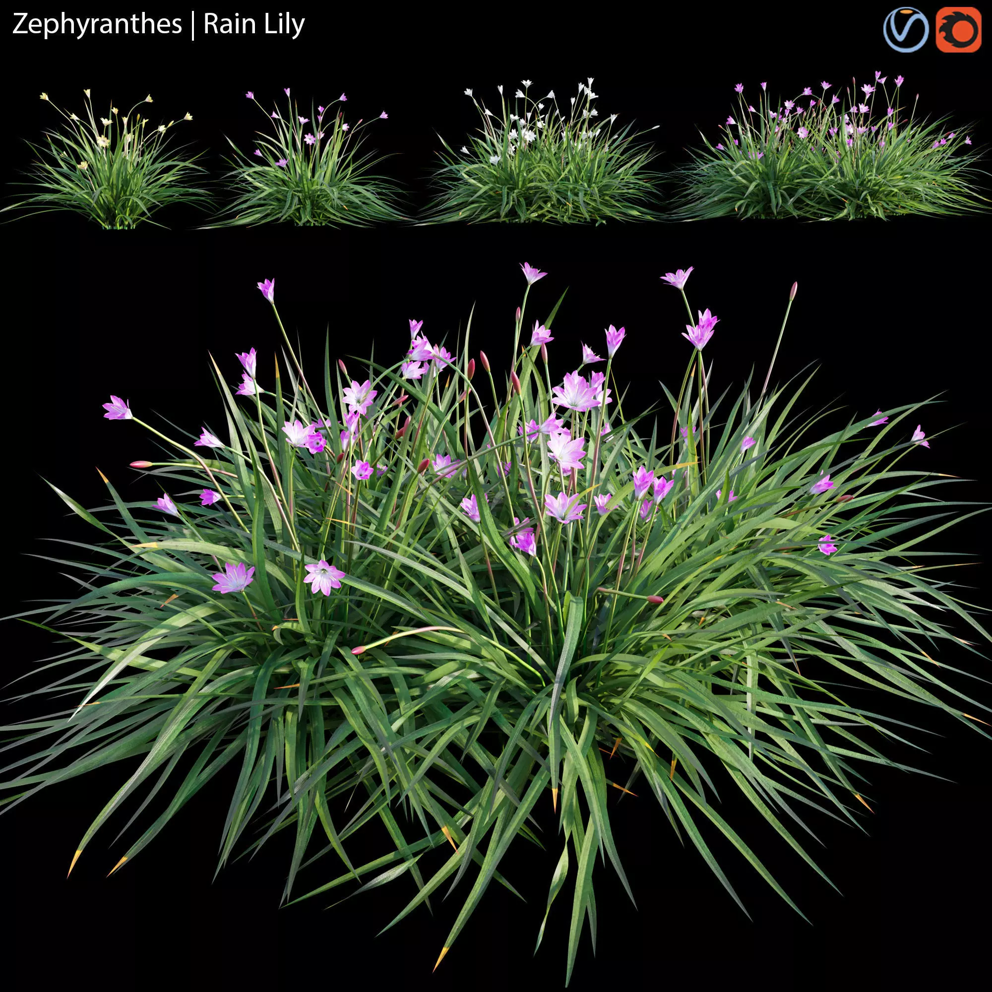 Zephyranthes - Rain Lily 3D model_0