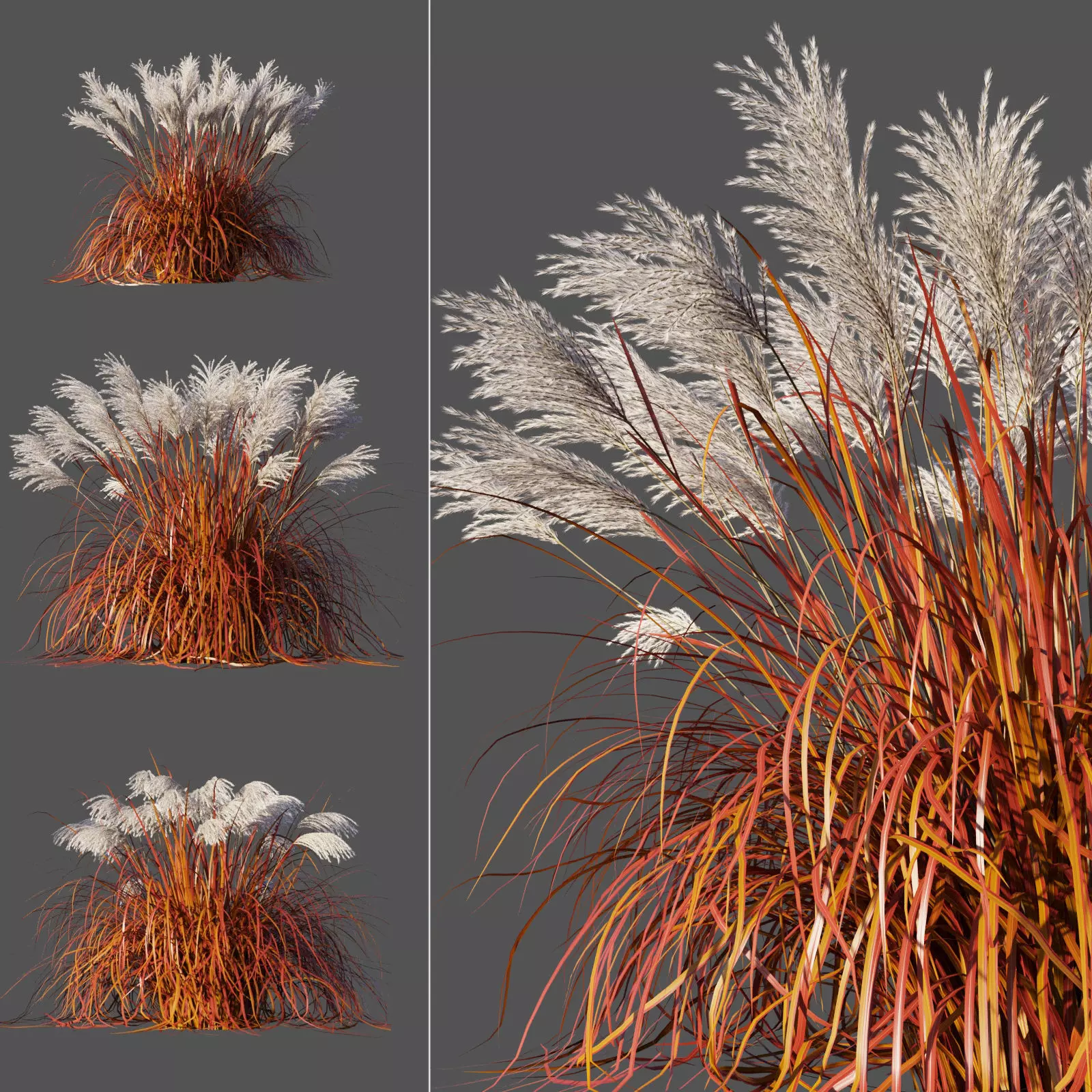 Miscanthus Sinensis Ghana 3D model