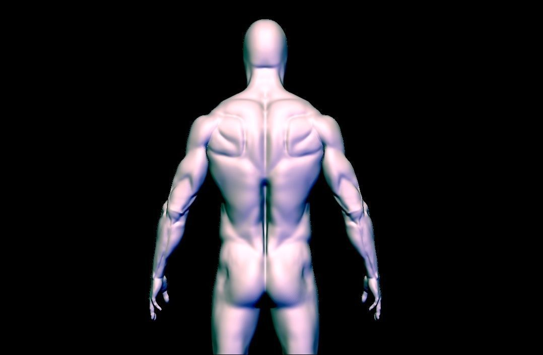base mesh  high poly anatomy sculpting    Low-poly 3D model_5