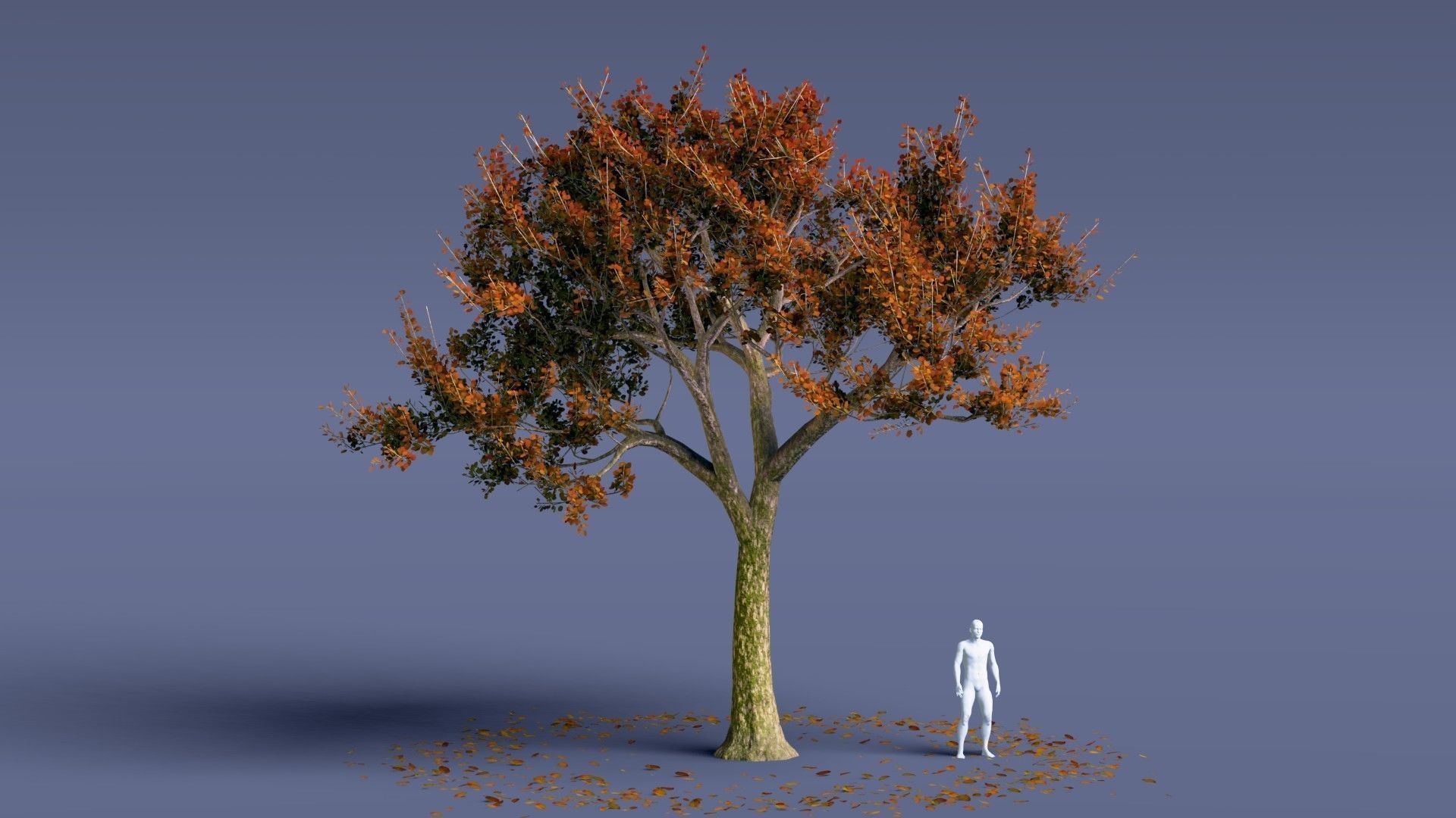 Treevee - Animated Trees Pack for Blender - EEVEE and Cycles 3D model_11